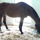 Equine Medical Center Of Ocala FL - Veterinary Clinics & Hospitals