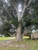 Tree Wizards - Tree & Stump Removal Services
