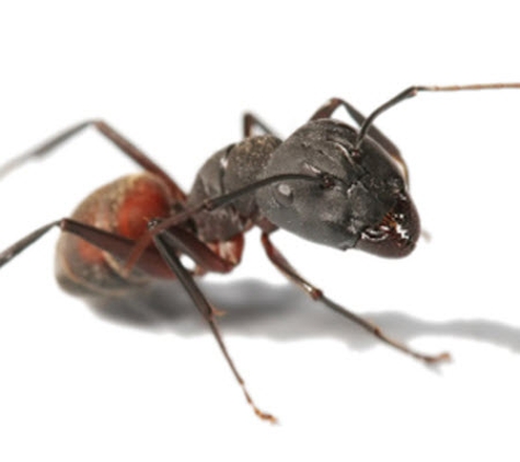 Rebel Pest - Newcastle, NSW