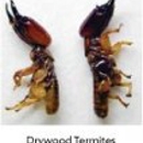 Total Control Termite & Pest Professionals - Pest Control Services