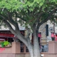 Shady's Burgers & Brewhaha