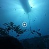 Waikiki Dive Center gallery