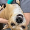 Liberty Hill Animal Hospital gallery