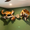 Turners Taxidermy gallery