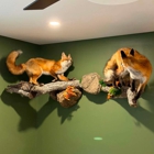 Turners Taxidermy