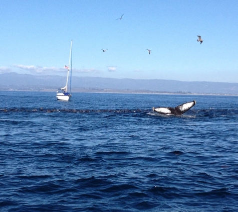 Monterey Bay Whale Watch - Monterey, CA