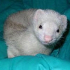 Texas Ferret Lovers Rescue