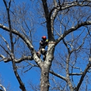 Lopez Landscaping & Tree Service - Tree Service