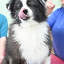 Silo Spaw Dog Grooming - Pet Services