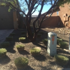 Sunny Desert Landscaping