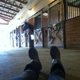 Silver Dollar Stables