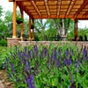 Green Landscape Solutions Boulder Landscaping & Design gallery