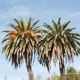 Cambria Palms Motel