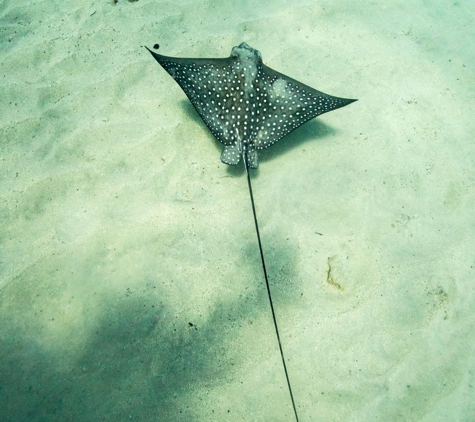 Fathom Five Divers - Koloa, HI