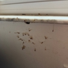 Webenex Services Pest Control gallery
