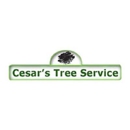 Cesar's Tree Service - Tree Service