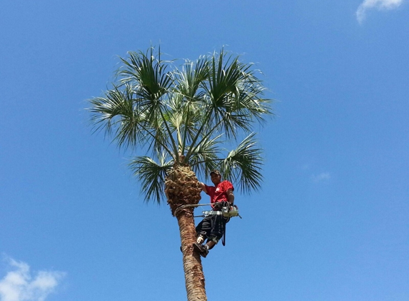 Matt McGinnis Lawn and Tree Care - Riverview, FL. Palm Tree Trimming