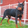 DOBERMAN  PINSCHER  PUPPIES  GALORE! gallery