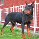 DOBERMAN  PINSCHER  PUPPIES  GALORE!