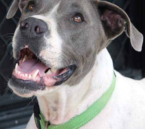 Western Suburbs Veterinary Clinic