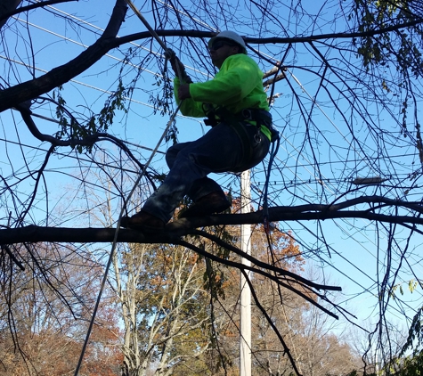 BranchWalker Tree Service - New Albany, IN