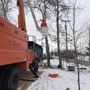 Apple Valley Tree Service