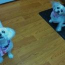 Pewaukee Dog Grooming - Pet Grooming