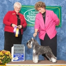 Dimension DOW Miniature Schnauzers - Pet Breeders