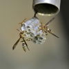 Ninefold Pest gallery