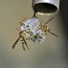 Ninefold Pest