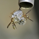 Ninefold Pest
