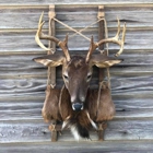 Black Mingo Venison Processing & Taxidermy