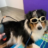 Urban Paw Veterinary Health and Rehabilitation gallery
