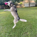 Happy at Home Pet Sitting - Pet Sitting & Exercising Services