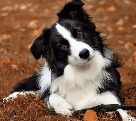 PetFocus Vetcare - Lavington, NSW