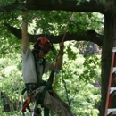 Musser's Tree Service - Arborists