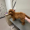 Unleashed Pet Resort gallery