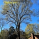 Elephant Trunk Tree and Landscaping