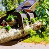 Cut And Run Tree Service gallery