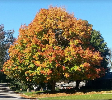 American Tree Care - Niles, MI