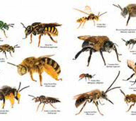 BUCKS TERMITE AND PEST CONTROL - Warner Robins, GA. VARIOUS BEES