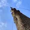 Lofty Heights Tree Care gallery