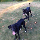 Cleveland Dog Walkers and Pet Care - Pet Services