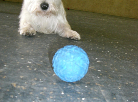 Alfie's Poochie Playlot - Mokena, IL