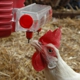 ChickenWaterer.com