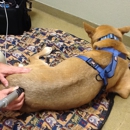 Animal Acupuncture Westside - Dog Day Care