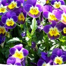 Better Gro Garden Center - Wholesale Florists