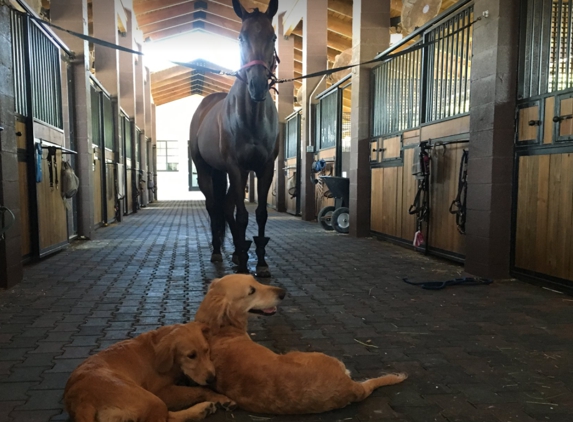 Gold Stirrup Academy - Miami, FL. Horseback Riding School