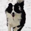 Oakview Pet Resort - Pet Boarding & Kennels