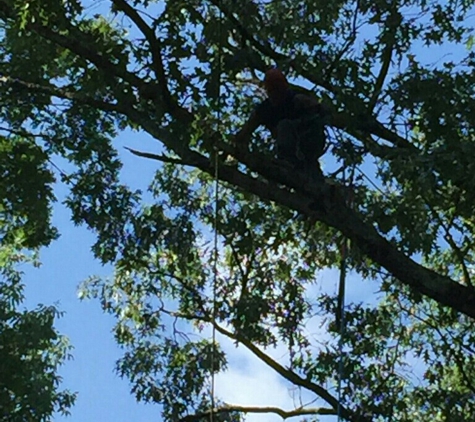 Out on'a limb tree care - Memphis, TN